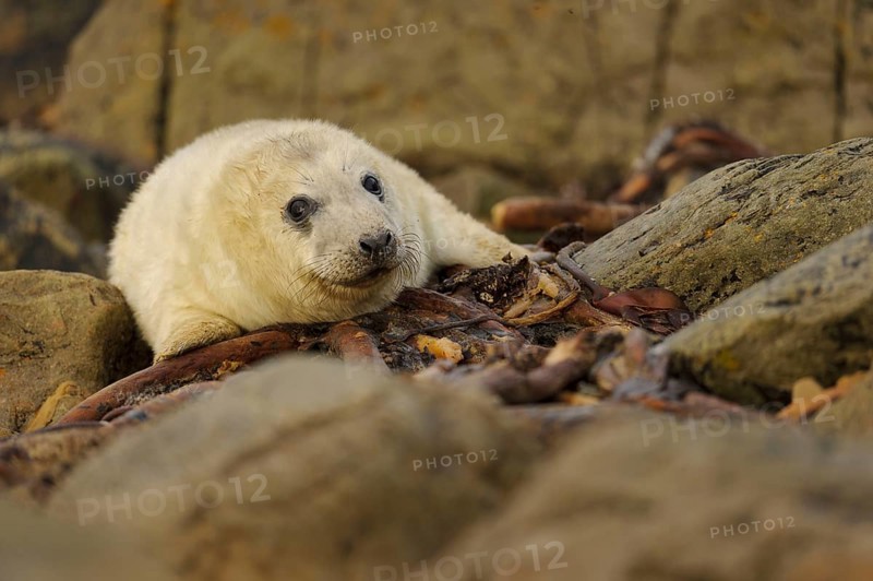 Grey Seal