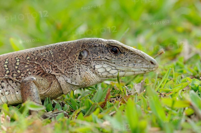Giant ameiva
