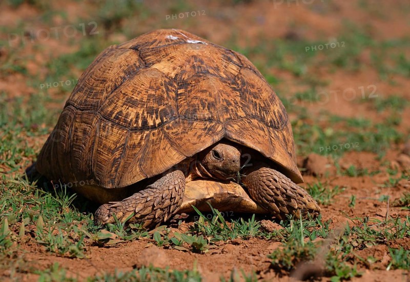 Leopard tortoise