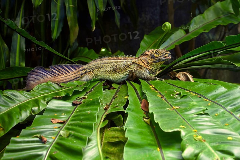 Amboina sail-finned lizards