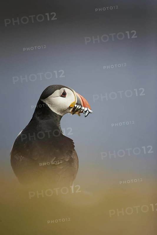Atlantic Puffin