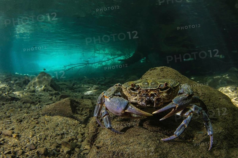 Freshwater Crab