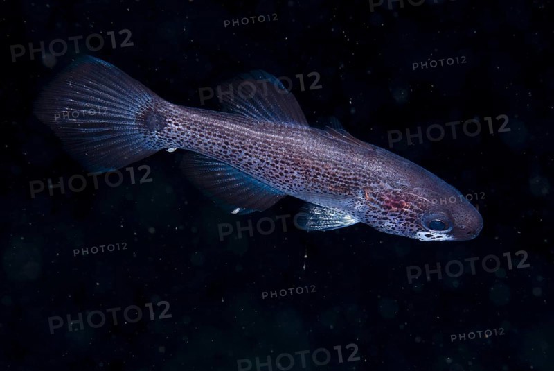 Cardinalfish