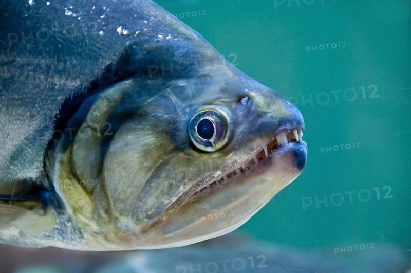 Dogtooth tetra
