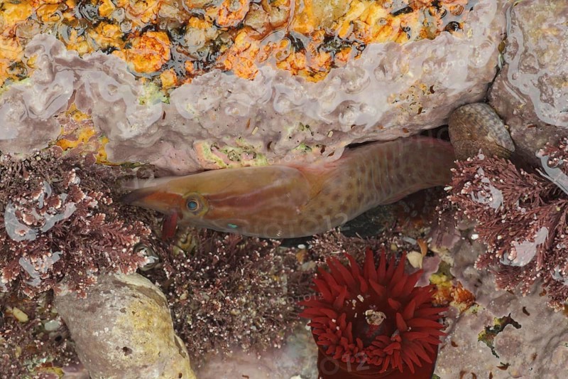 Shore Clingfish