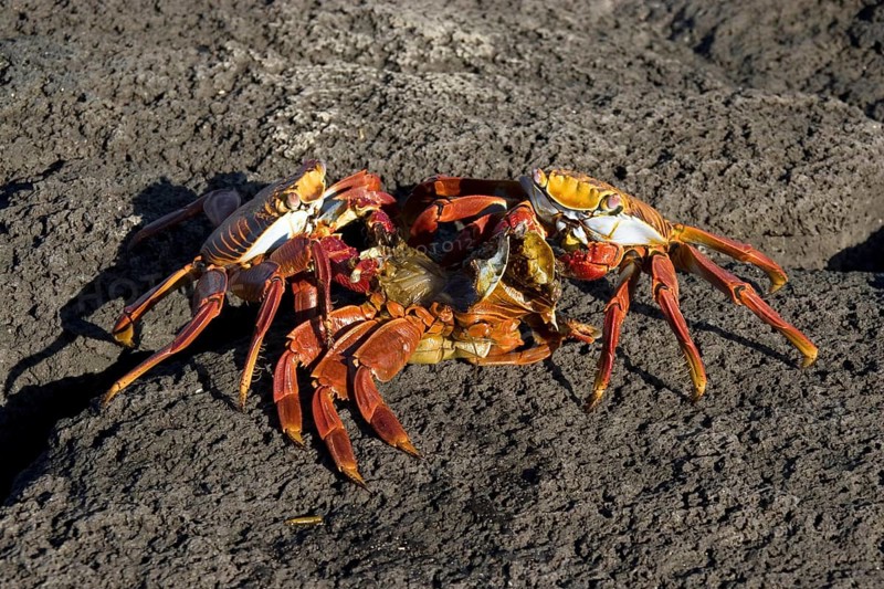 Two sally lightfoot crabs