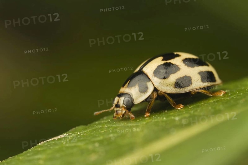 Fourteen-spot Ladybird