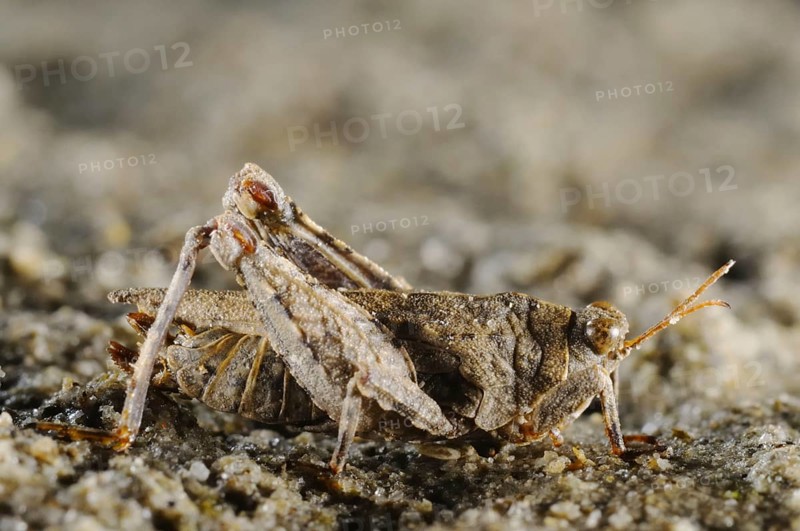 Turk's Groundhopper