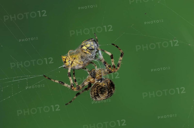Adult european garden spider
