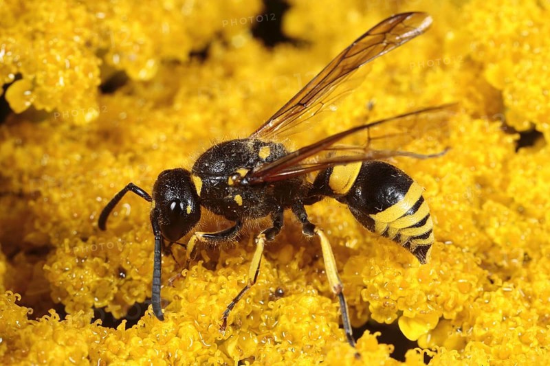 Mason wasp