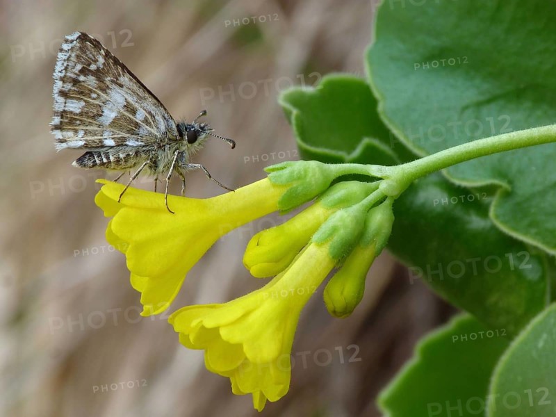 Grizzled grizzled skipper
