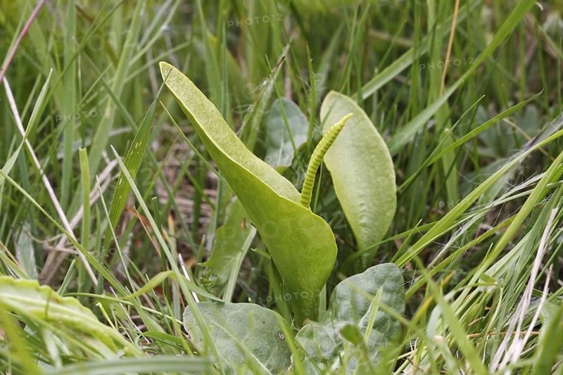 Adder's-tongue
