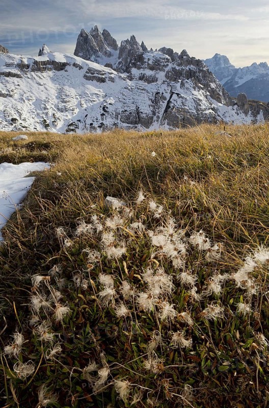 Mountain Avens