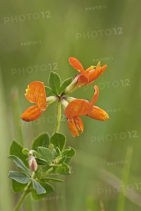 Bird's-foot Trefoil flowering