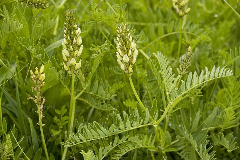 Chick-pea milk-vetch
