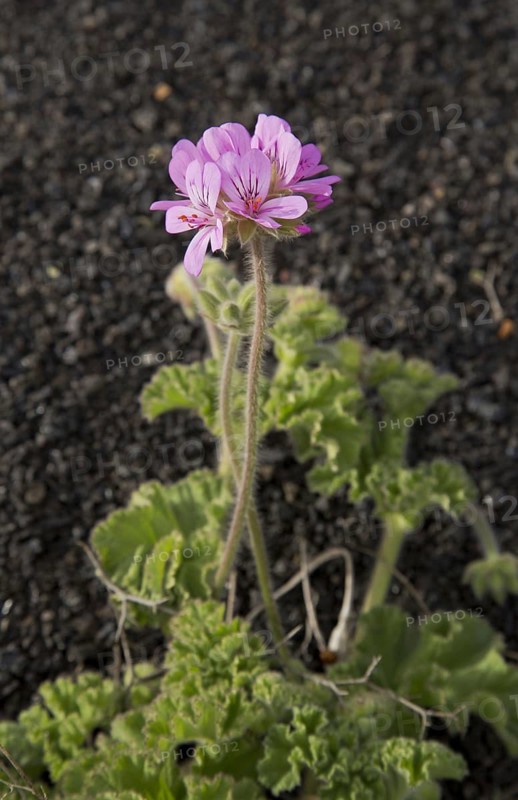 Rose-scented attar of roses