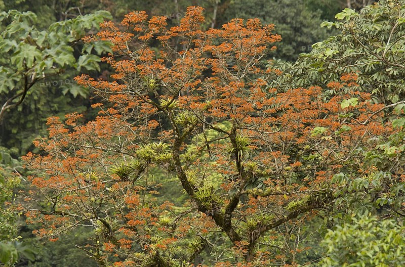 Coral tree