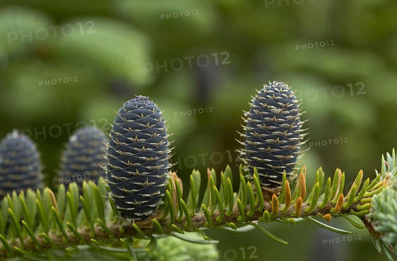 Balsam fir