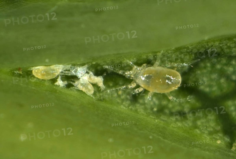 Phytoseiid mite