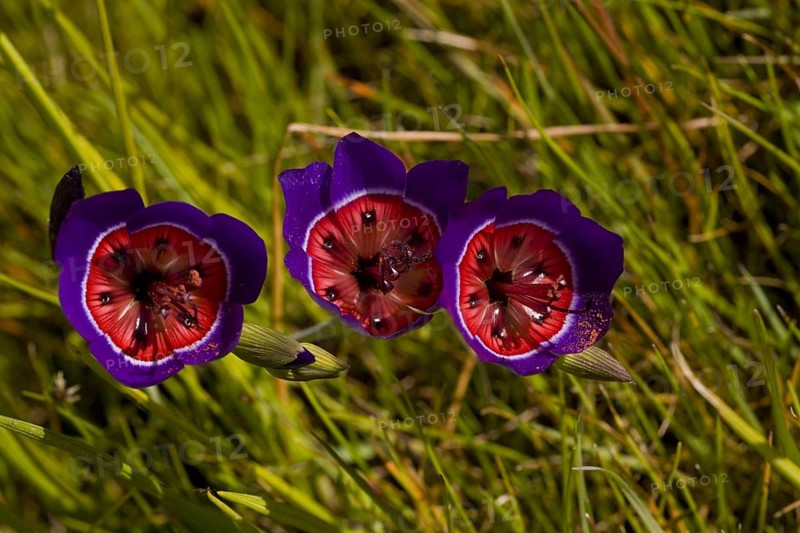 Flowering satinflower