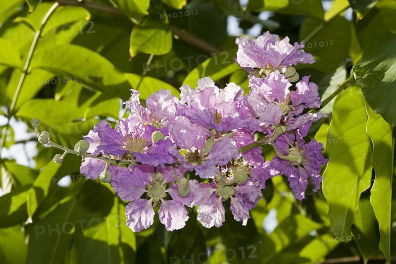 Giant Crape-myrtle