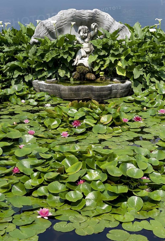 Flowers and leaves of the ornamental water lily