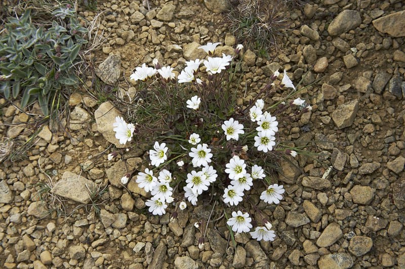 Flowering Edmundson's Chickweed