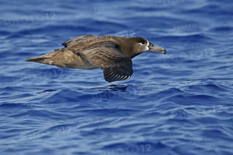 Adult black-footed albatross