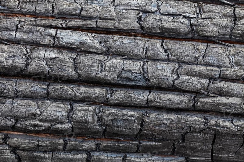 Close-up of a charred tree trunk burnt by a forest fire
