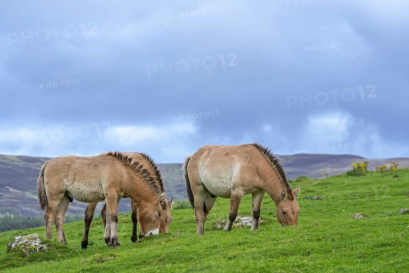 Przewalski's horses