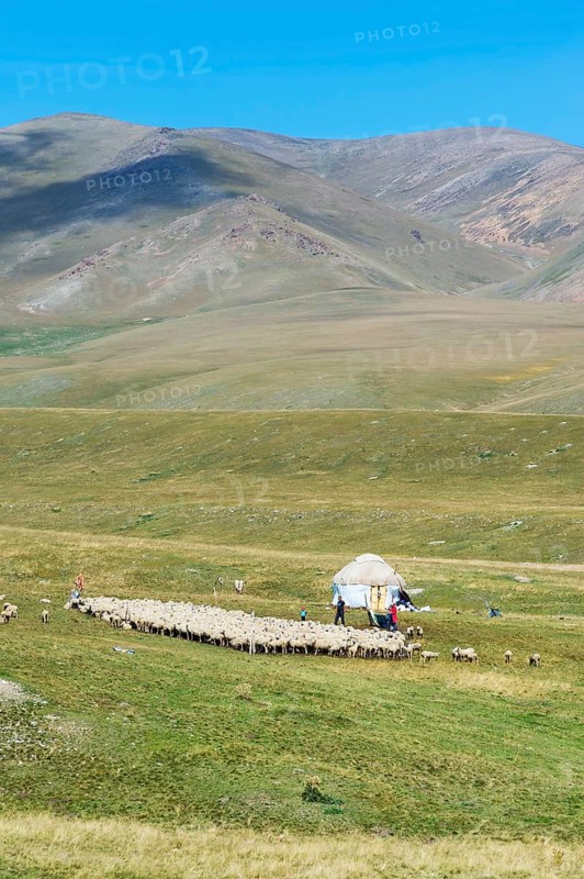Yurt and flock of sheep