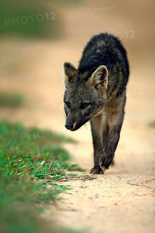 Crab-Eating Fox