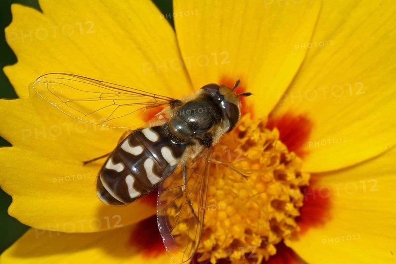 Late Large-fronted Hoverfly