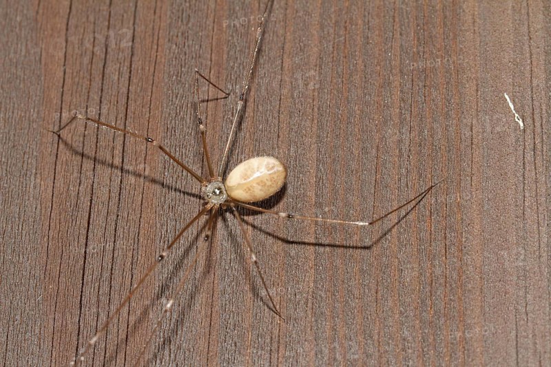 Large trembling spider