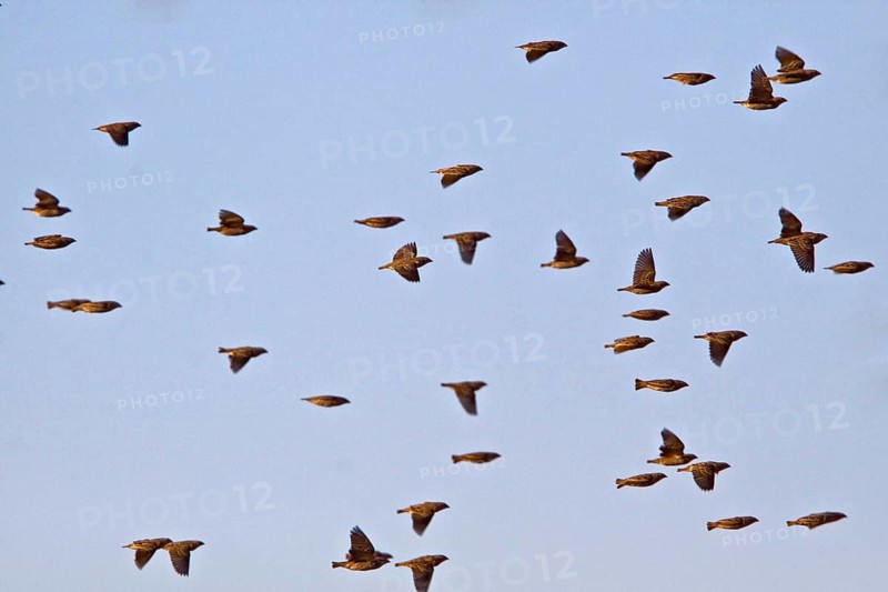 Blood-billed weaver