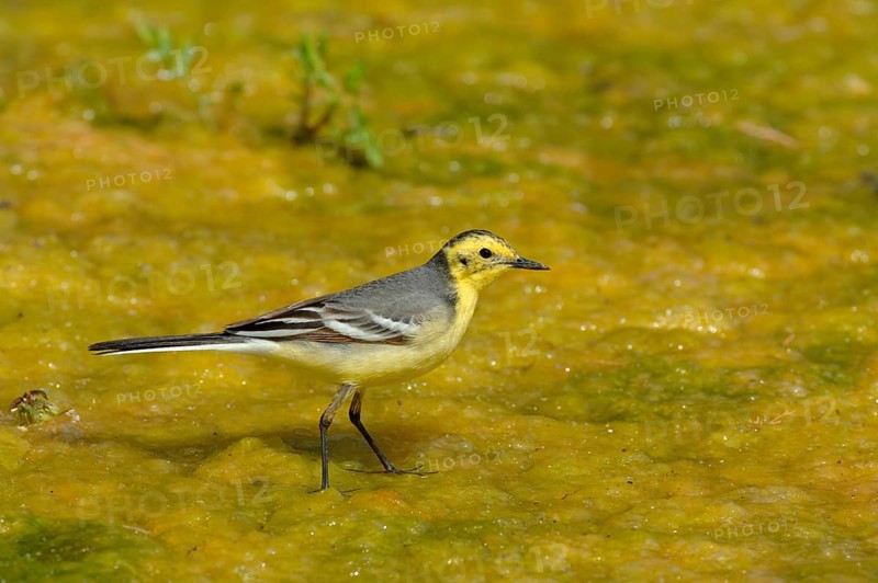 Citrine wagtail