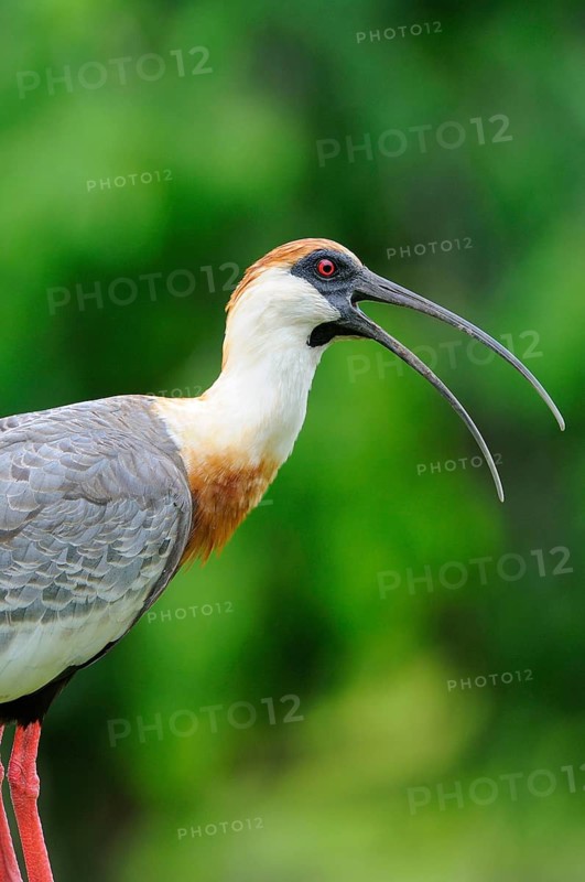 Buff-necked ibis