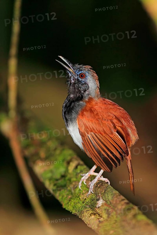 White-bellied Antbird