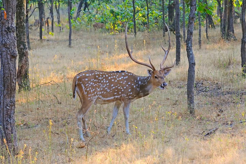 Spotted Deer