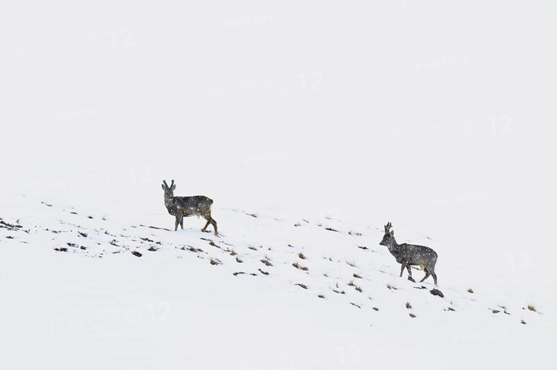 Western european roe deer