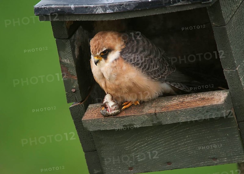 Red-footed Falcon