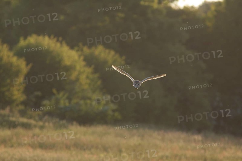 Common barn owl