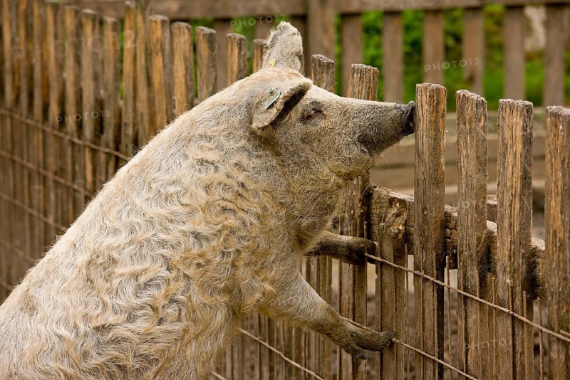 Domestic pig