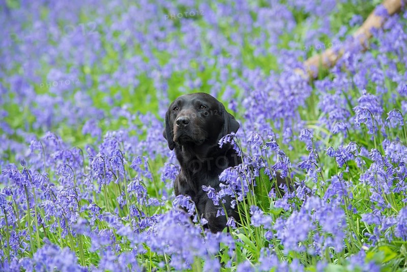 Domestic dog