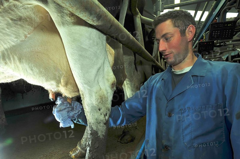 Domestic cattle