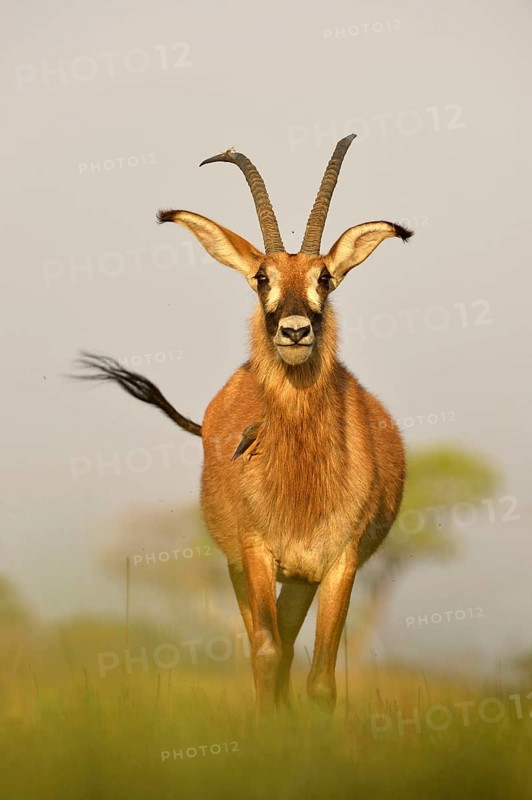 Roan Antelope