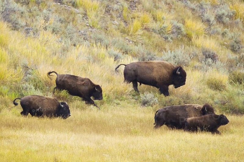 North American Bison