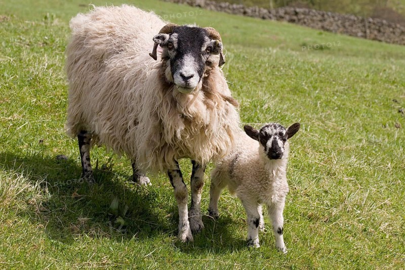 Domestic sheep