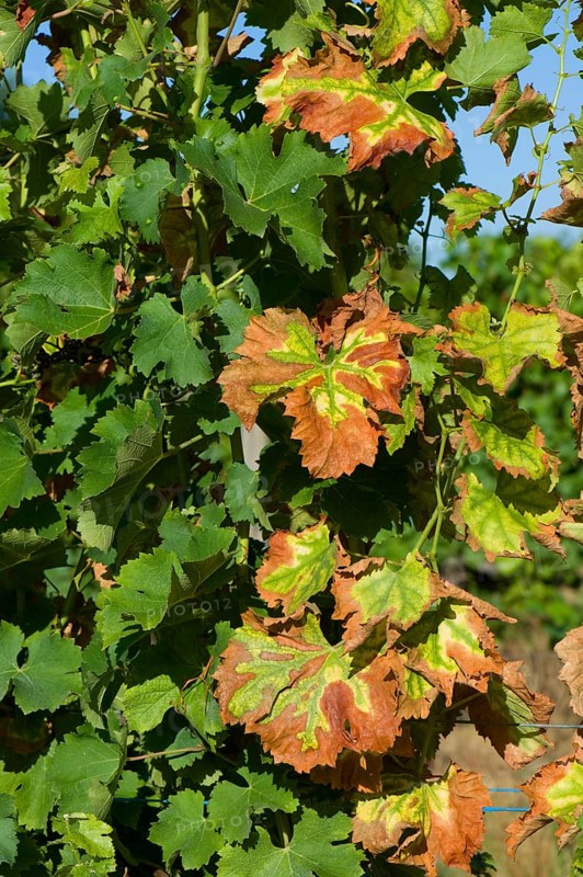 Symptoms of magnesium deficiency on vines in fruit in the Gironde