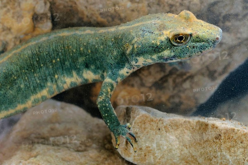 Sardinian brook salamander